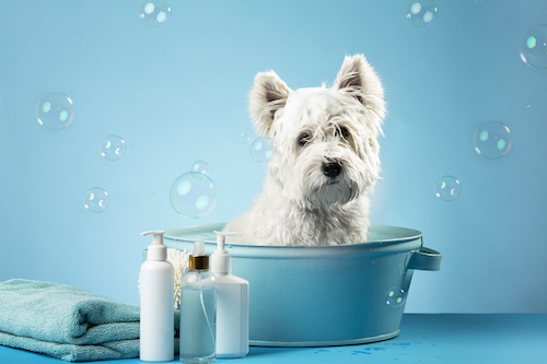 dog_wash_colourbox57095873_kopia.jpg